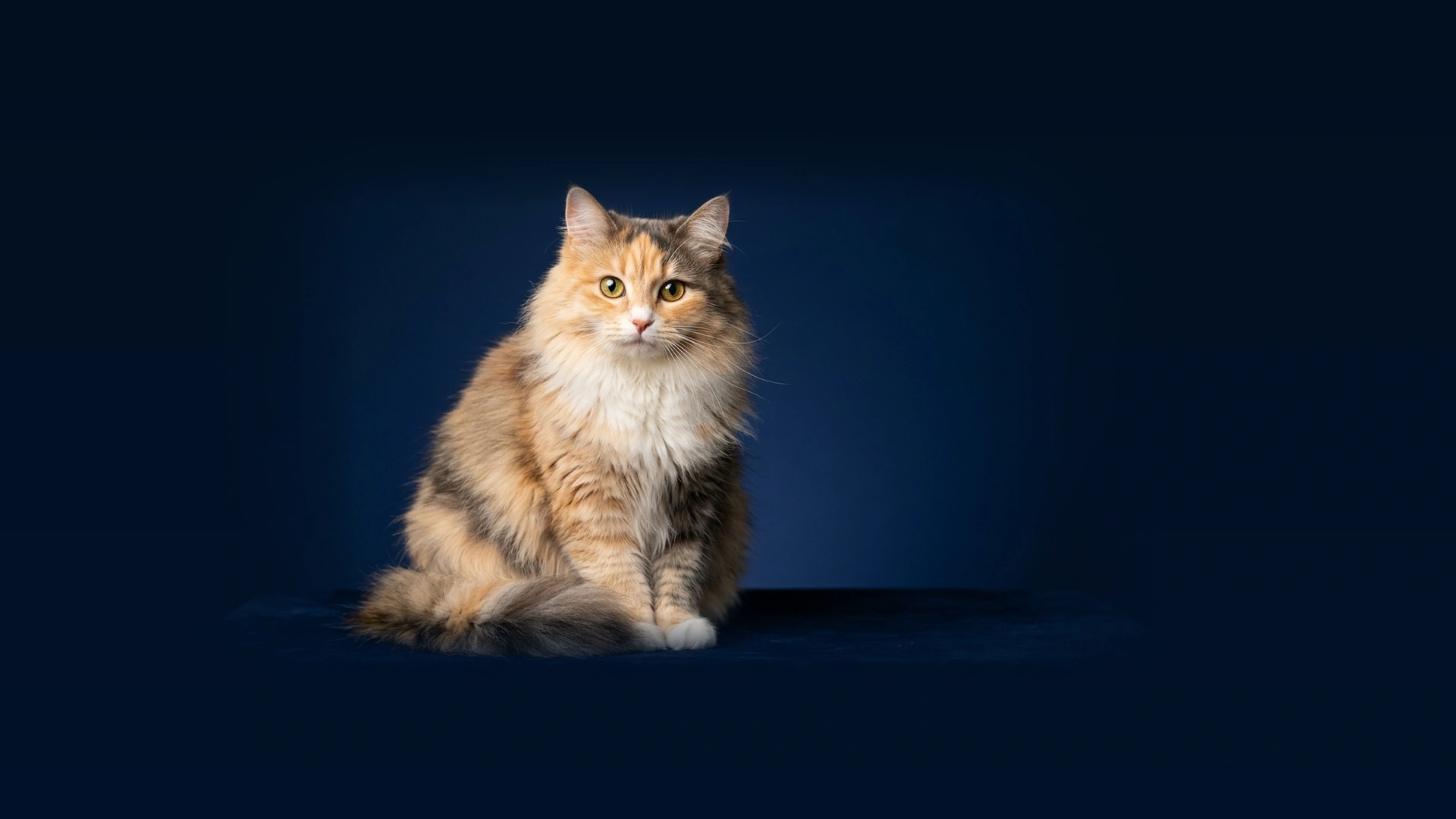 Universo Felino