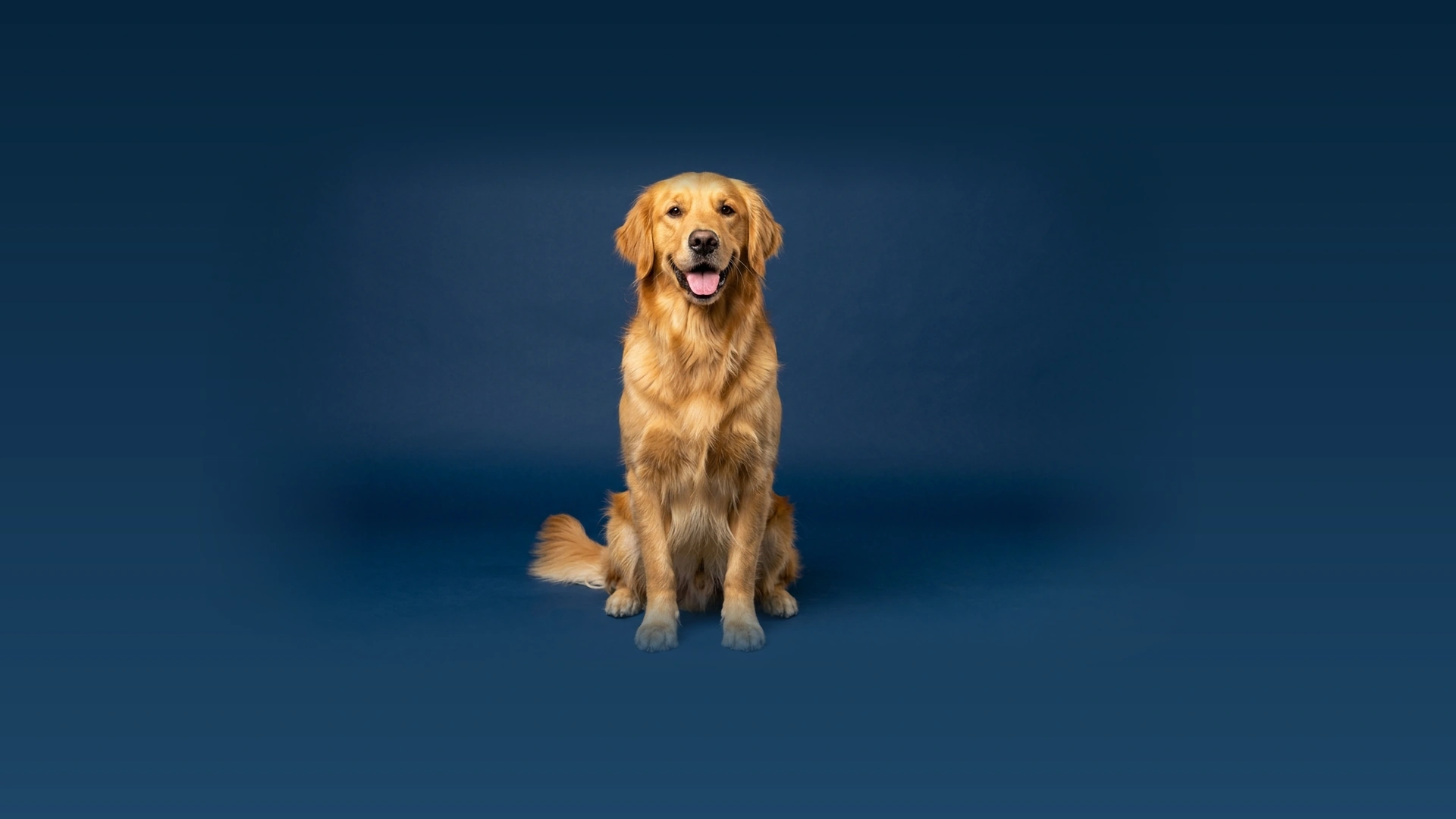 Nutrición Canina